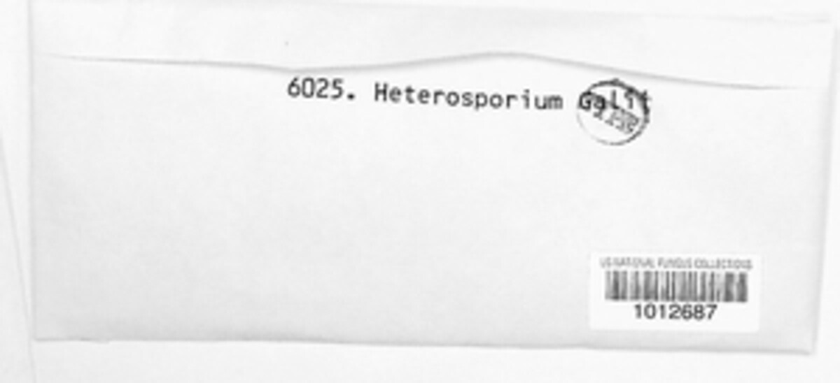 Heterosporium galii image
